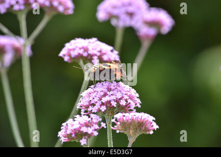 Verveine bonariensis avec de petites écailles de papillon, Agalais urticae Banque D'Images