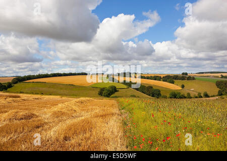 Paysage d'été avec un champ coloré de fleurs sauvages et annuel dans les chaumes d'or patchwork champs de la Yorkshire Wolds. Banque D'Images