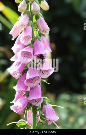 Bourdon (Bombus sp.) la pollinisation de la digitale pourpre (Digitalis purpurea) fleurs Banque D'Images