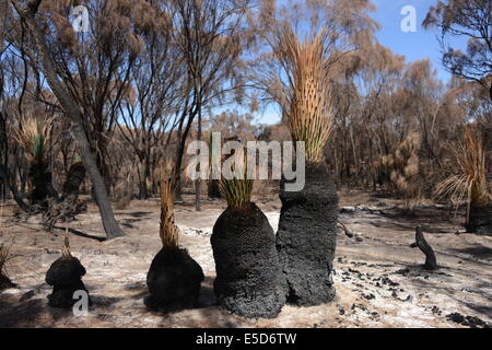 Les plantes revenir à la vie sauvage après un feu de brousse en Australie du Sud. Banque D'Images