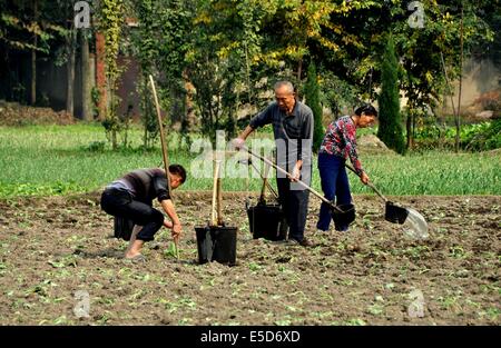 JIU CHI TOWN, CHINE : Les agriculteurs au travail d'arroser les plantes nouvellement établi dans un domaine de leur CCI Chi Town farm Banque D'Images