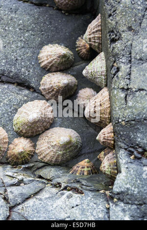 Les patelles sur une surface rocheuse, Cornwall, UK Banque D'Images