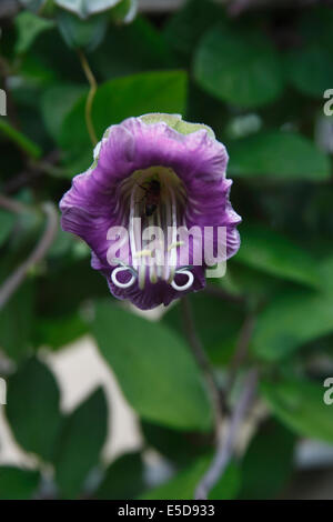 Cobaea scandens Tasse et soucoupe de vigne Banque D'Images