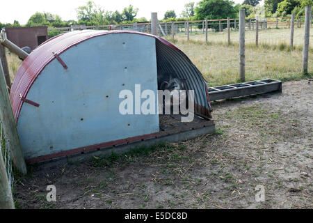 Cochon en Sty Banque D'Images