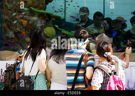 Tokyo, Japon - Les piétons voir les poissons d'Okinawa à l'intérieur du réservoir d'eau de 14 tonnes à l'entrée de l'immeuble Sony le 28 juillet 2014. La 47e 'Aquarium Sony' a été mis en place un aquarium en plein air de l'immeuble Sony d'événements, qui affiche des créatures d'Okinawa Churaumi Aquarium. Le réservoir recrée l'écologie des récifs de corail et la vie marine de l'îles Kerama. L'événement regroupe différentes activités pour les enfants et d'un film d'îles Kerama filmée en 4k. L'Aquarium dans le 47e Sony Tokyois ouvert du 25 juillet au 31 août. © Rodrigo Reyes Marin/AFLO/Alamy Live News Banque D'Images