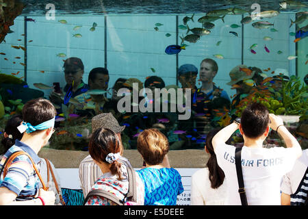 Tokyo, Japon - Les piétons voir les poissons d'Okinawa à l'intérieur du réservoir d'eau de 14 tonnes à l'entrée de l'immeuble Sony le 28 juillet 2014. La 47e 'Aquarium Sony' a été mis en place un aquarium en plein air de l'immeuble Sony d'événements, qui affiche des créatures d'Okinawa Churaumi Aquarium. Le réservoir recrée l'écologie des récifs de corail et la vie marine de l'îles Kerama. L'événement regroupe différentes activités pour les enfants et d'un film d'îles Kerama filmée en 4k. L'Aquarium dans le 47e Sony Tokyois ouvert du 25 juillet au 31 août. © Rodrigo Reyes Marin/AFLO/Alamy Live News Banque D'Images