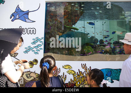 Tokyo, Japon - Les piétons voir les poissons d'Okinawa à l'intérieur du réservoir d'eau de 14 tonnes à l'entrée de l'immeuble Sony le 28 juillet 2014. La 47e 'Aquarium Sony' a été mis en place un aquarium en plein air de l'immeuble Sony d'événements, qui affiche des créatures d'Okinawa Churaumi Aquarium. Le réservoir recrée l'écologie des récifs de corail et la vie marine de l'îles Kerama. L'événement regroupe différentes activités pour les enfants et d'un film d'îles Kerama filmée en 4k. L'Aquarium dans le 47e Sony Tokyois ouvert du 25 juillet au 31 août. © Rodrigo Reyes Marin/AFLO/Alamy Live News Banque D'Images