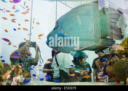 Tokyo, Japon - Les piétons voir les poissons d'Okinawa à l'intérieur du réservoir d'eau de 14 tonnes à l'entrée de l'immeuble Sony le 28 juillet 2014. La 47e 'Aquarium Sony' a été mis en place un aquarium en plein air de l'immeuble Sony d'événements, qui affiche des créatures d'Okinawa Churaumi Aquarium. Le réservoir recrée l'écologie des récifs de corail et la vie marine de l'îles Kerama. L'événement regroupe différentes activités pour les enfants et d'un film d'îles Kerama filmée en 4k. L'Aquarium dans le 47e Sony Tokyois ouvert du 25 juillet au 31 août. © Rodrigo Reyes Marin/AFLO/Alamy Live News Banque D'Images