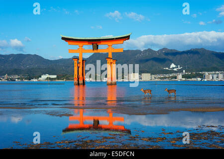 L'Asie, Japon, Honshu, préfecture de Hiroshima, l'île de Miyajima, torii du Sanctuaire Shinto d'Itsukushima jinja, l'Unesco Banque D'Images