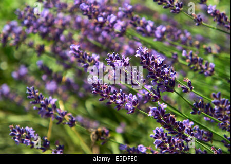 Close-up de lavande en fleurs dans un jardin de l'abeille. Profondeur de champ. Banque D'Images