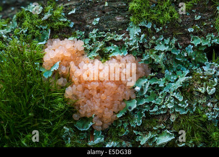 Red Raspberry Slime (Tubifera ferruginosa), des organes de fructification sur le bois mort entre le lichen et la mousse, Mönchbruch Wald, Hesse Banque D'Images