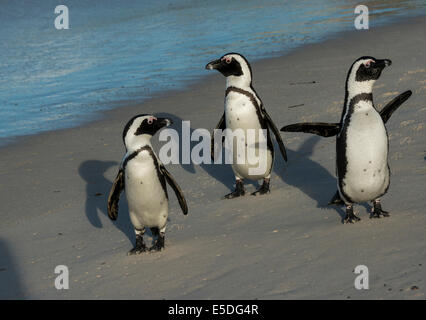 Trois pingouins Jackass ou pingouins africains (Spheniscus demersus) sur une plage de sable fin, la plage de Boulders, Simon's Town, Western Cape Banque D'Images