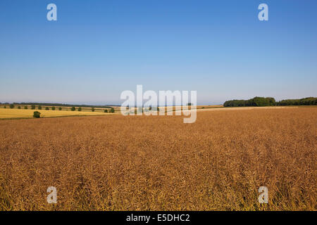 Paysage d'été avec des cultures de canola ou de colza et patchwork champs sous un ciel bleu Banque D'Images