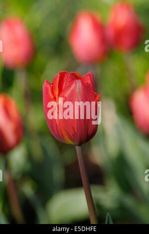 Une tulipe rouge, var. Tulipa Hermitage Banque D'Images