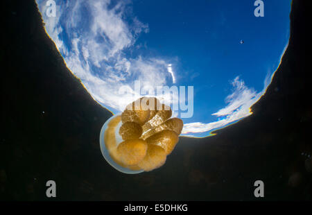 Océanie, Palaos, Eik Alcm, repéré les méduses mastigias papua, lac d'eau salée, en Banque D'Images