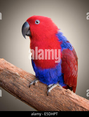 Un Ecelectus parrot assis sur une branche, avec un fond uni Banque D'Images