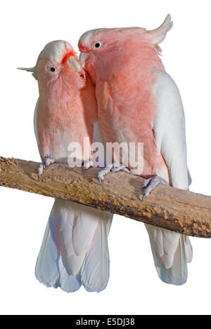 Deux Grands Cacato s Mitchell Sur Fond Blanc Photo Stock Alamy deux-grands-cacato-s-mitchell-sur-fond-blanc-photo-stock-alamy