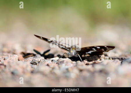 Purple Emperor, Apatura iris, avec propagation ailes assis sur le sol Banque D'Images