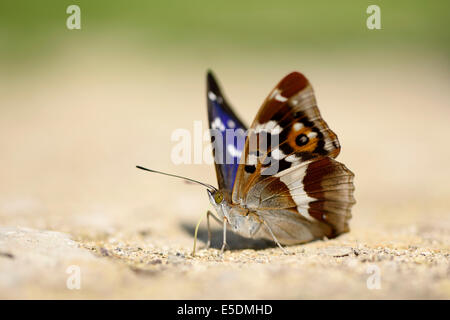 Purple Emperor, Apatura iris, assis sur le sable Banque D'Images