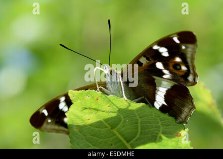 Purple Emperor, Apatura iris, sitting on leaf Banque D'Images