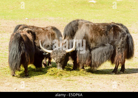 Yack, Bos grunniens, ici se nourrir sur des tas d'herbe. Banque D'Images