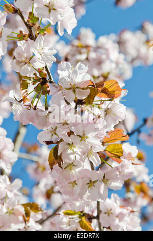 Au printemps en fleurs de cerisier oriental park Banque D'Images