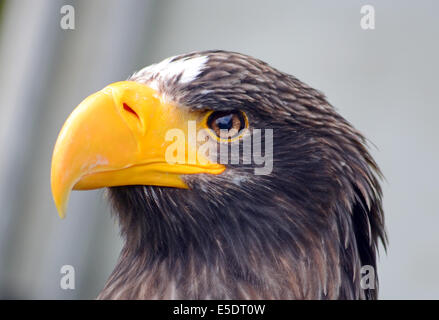 L'aigle de mer Stellars portrait Banque D'Images