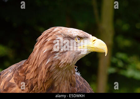 Le cerf de l'aigle de mer portrait Banque D'Images