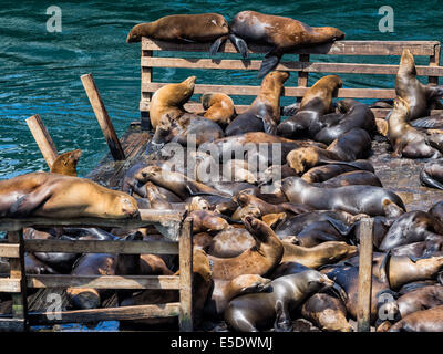 Les lions de mer dans le port de Monterey, Californie, États-Unis Banque D'Images