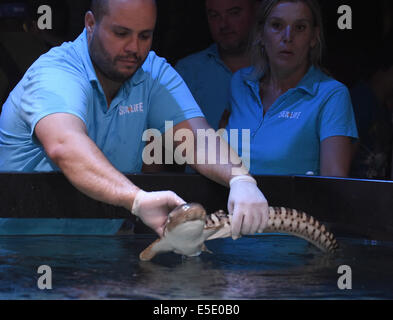 Hanovre, Allemagne. 29 juillet, 2014. Un jeune zèbre shark mis dans la soi-disant lagoon par David Garcia à l'aquarium Sea Life à Hanovre, Allemagne, 29 juillet 2014. Photo : Holger Hollemann/dpa/Alamy Live News Banque D'Images