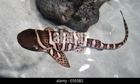 Hanovre, Allemagne. 29 juillet, 2014. Un jeune zèbre shark nage dans le soi-disant lagoon à Sea Life à Hanovre, Allemagne, 29 juillet 2014. Photo : Holger Hollemann/dpa/Alamy Live News Banque D'Images