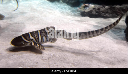 Hanovre, Allemagne. 29 juillet, 2014. Un jeune zèbre shark nage dans le soi-disant lagoon à Sea Life à Hanovre, Allemagne, 29 juillet 2014. Photo : Holger Hollemann/dpa/Alamy Live News Banque D'Images