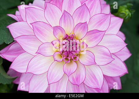 Dahlia Oriental Dream . Fleur Dahlia nénuphar Banque D'Images