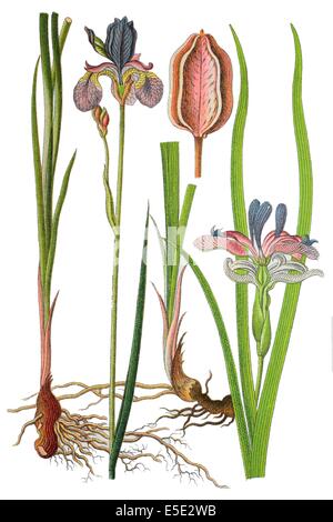 Iris de Sibérie, Iris sibirica) droite : Pavillon à feuilles, Iris graminea Banque D'Images