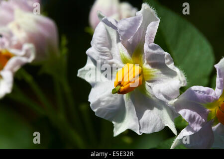 fleurs de pomme de terre Banque D'Images