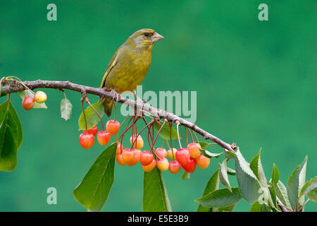 Verdier, Carduelis chloris, homme célibataire sur la cerise, Warwickshire, Juillet 2014 Banque D'Images