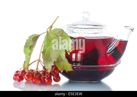 Viburnum plateau en théière en verre sur un fond blanc Banque D'Images