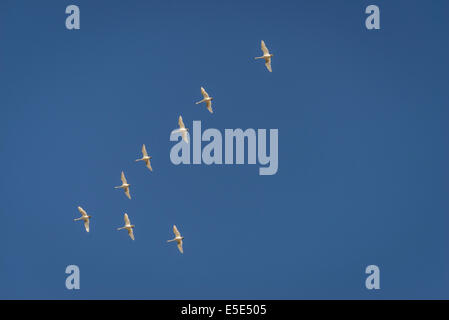 Cygnes volant en formation, l'Islande Banque D'Images