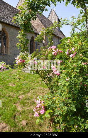 Roses dans le cimetière de St James Church à Long Marston, Warwickshire UK Banque D'Images