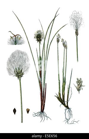 Gauche : le jonc, Eriophorum alpinum alpin, à droite : Hare's tail-Linaigrettes Linaigrettes Tussock, Eriophor Cottonsedge ou gainés Banque D'Images