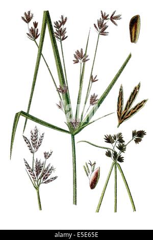 Gauche : Galingale, Cyperus longua, droite : Commun Galingale, Cyperus badius Banque D'Images