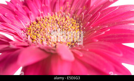 Grande fleur rose gerbera est isolé sur fond blanc, gros plan Banque D'Images