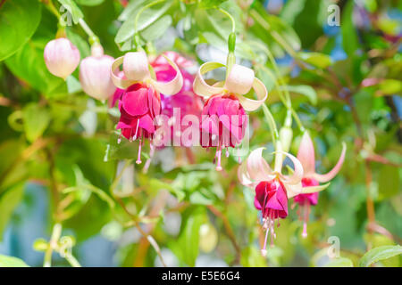 Rouge et blanc s'épanouit une fleur fuchsia fond extérieur, 'Mood' Indigo, gros plan Banque D'Images