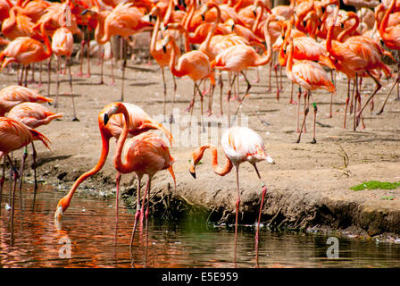 Flamants Roses verre au bord de l'eau . Banque D'Images