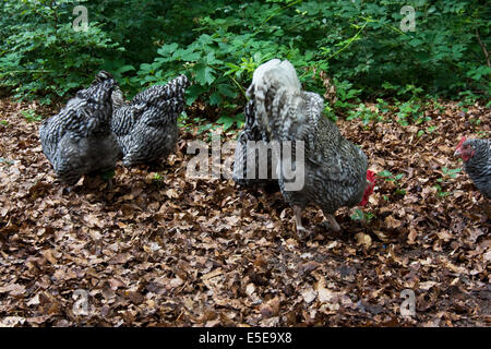 Free Range pastured poulet (Gallus gallus domesticus) avec coq forraging entre les feuilles Banque D'Images