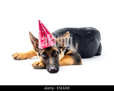 Chiot berger allemand allongé portant des cônes de papier party hat shot on white Banque D'Images