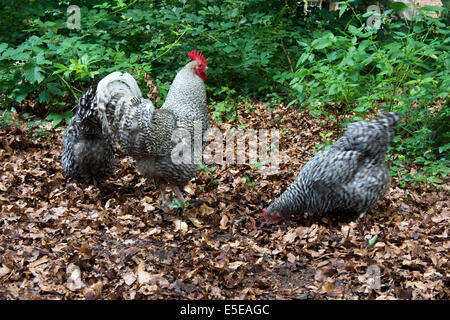 Free Range pastured poulet (Gallus gallus domesticus) avec coq forraging entre les feuilles Banque D'Images