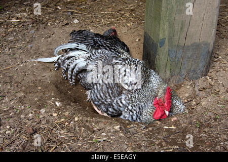 Free Range pastured coq (Gallus gallus domesticus) prenant un bain de sable Banque D'Images