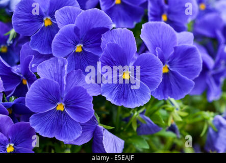 Violette bleue Banque D'Images