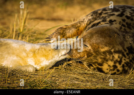 La mère et le jeune phoque gris profitez de l'hiver au soleil Donna Nook colonie de phoques sur la côte nord du Lincolnshire, Angleterre. Banque D'Images